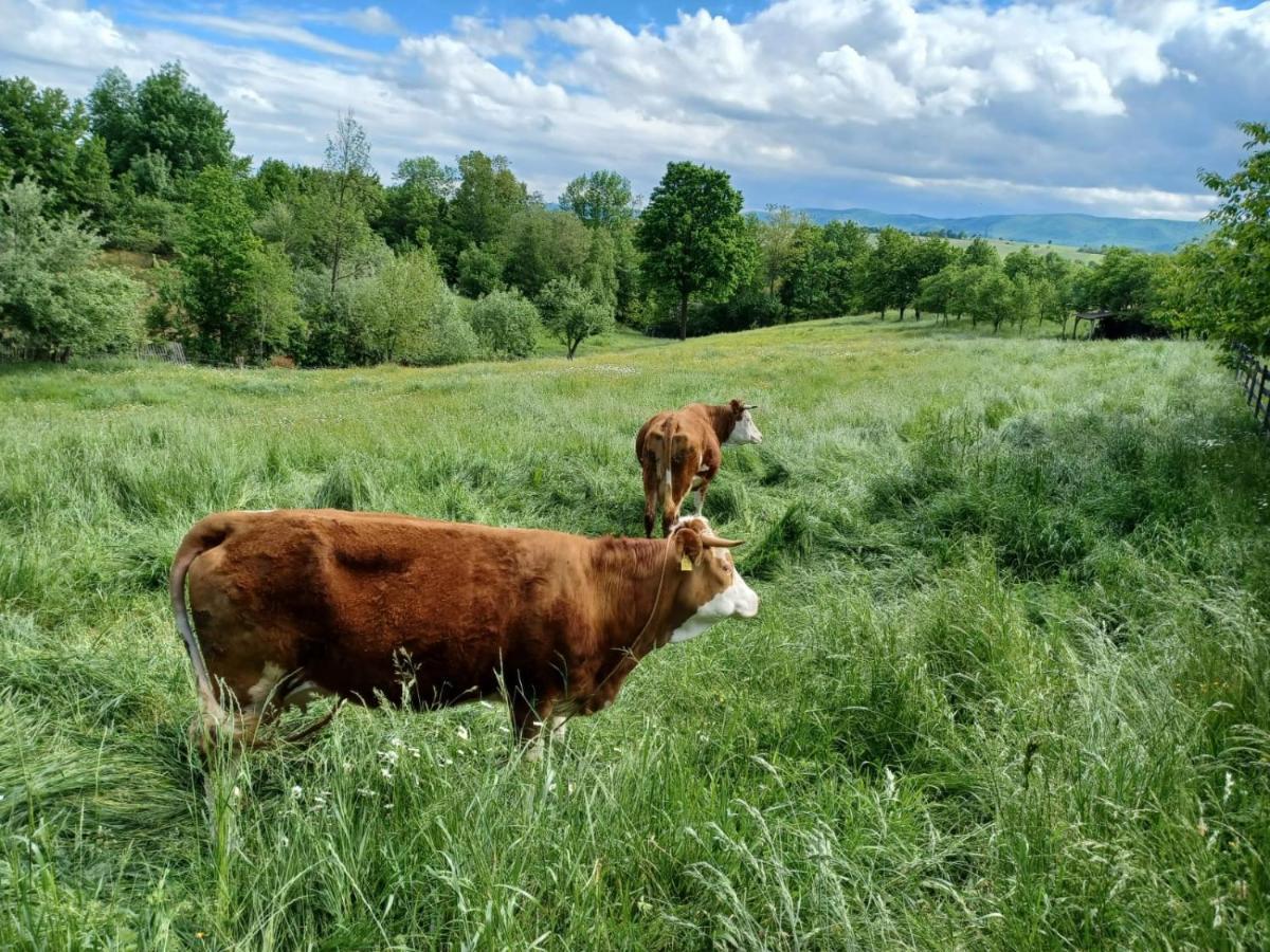 Pensiunea Agroturistica Casa Jucan Poieni Luaran gambar